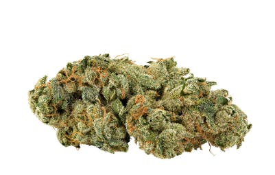 Holy Mountain - GMO Tropical Reign (GMO Crescendo x Super Tropical #100) - 28g (Sativa)