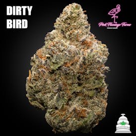 Dirty Bird - Pink Flamingo Flower