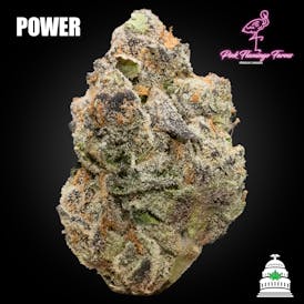 Power - Pink Flamingo Flower