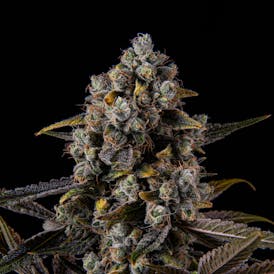 Sunburn - Nug Brothers Flower