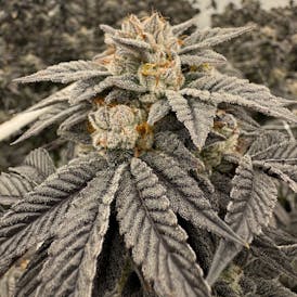 KTDN - Chem I95