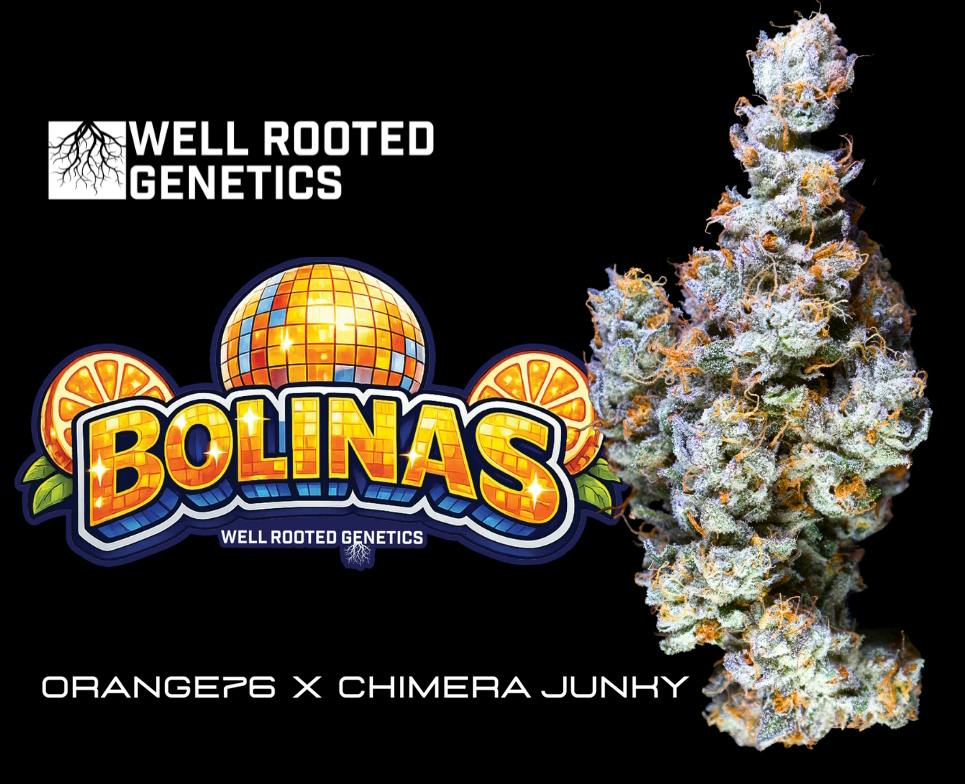 Bolinas - Well Rooted