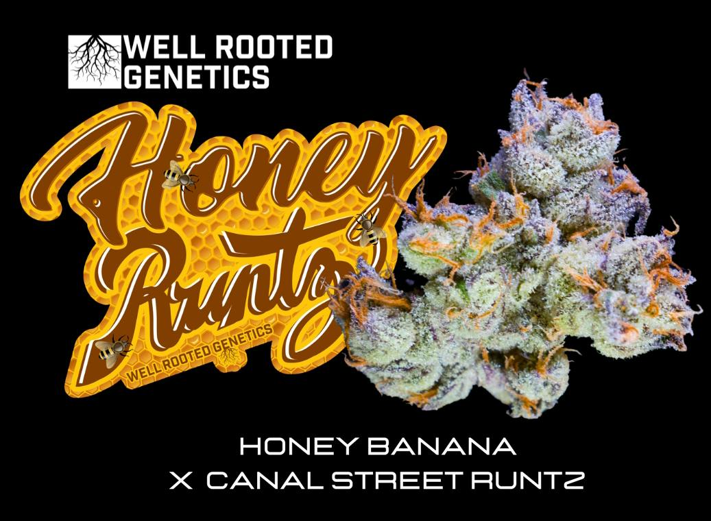Honey Runtz - Well Rooted