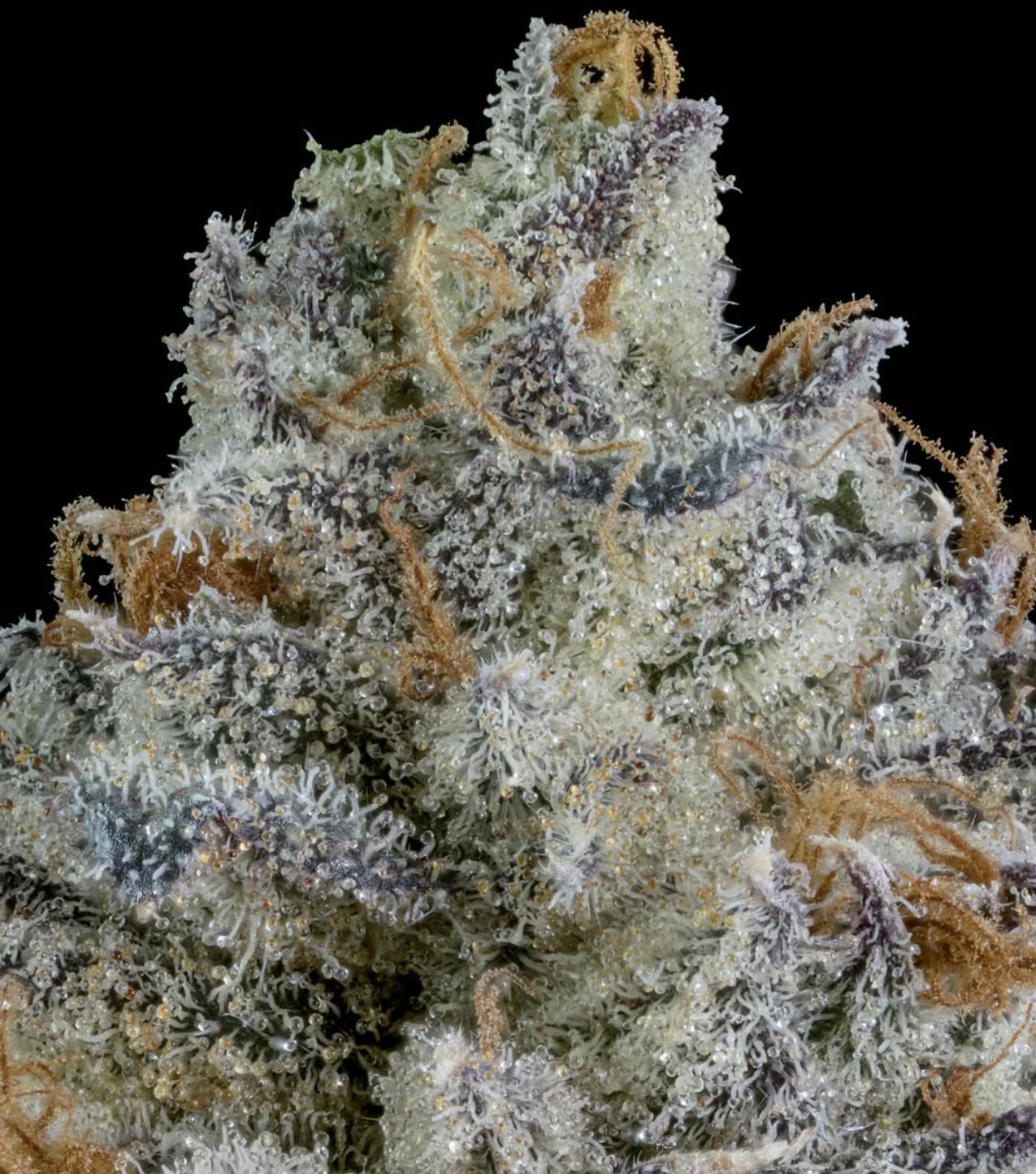 Vanilla Sorbet - Miller Kush Co (Exotic Flower)