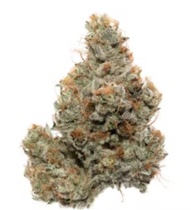Firefly Organics | Secret Cookies | (3.5g)