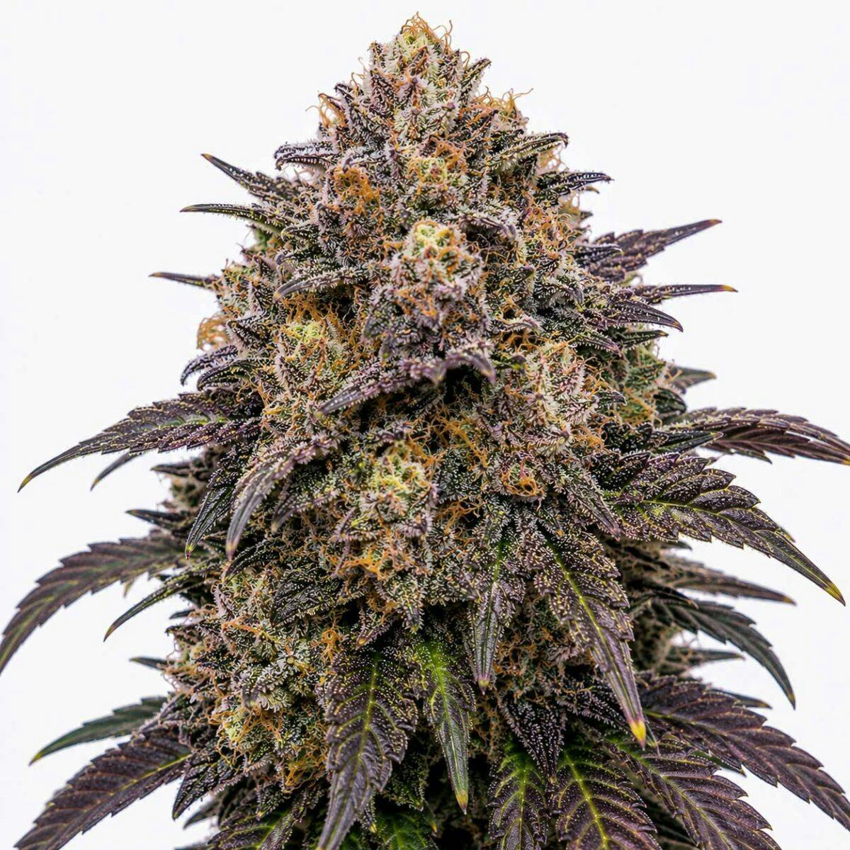 TY - Melonade x Sundae Driver - 3.5g MB