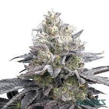 Viola Flower - Sudz - Top Shelf