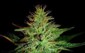 Anthologie - Magic Marker - 3.5G Bud