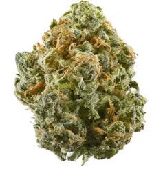 Gold Shelf - AlaskaTF x Colombian Gold (S)