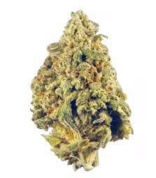Gold Shelf - Afternoon Delight (H)