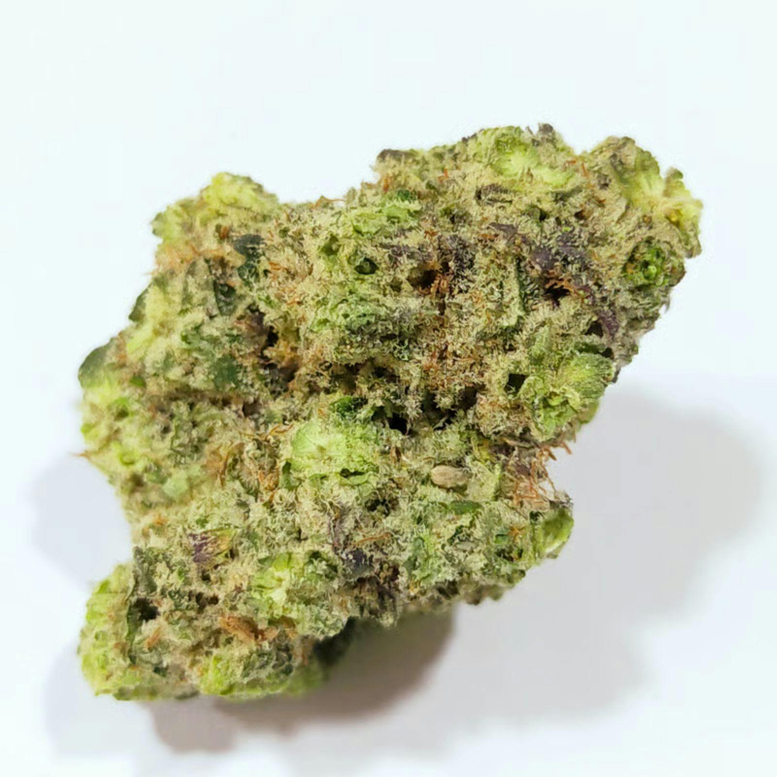 Gold Shelf - Truffle Monkey (S)