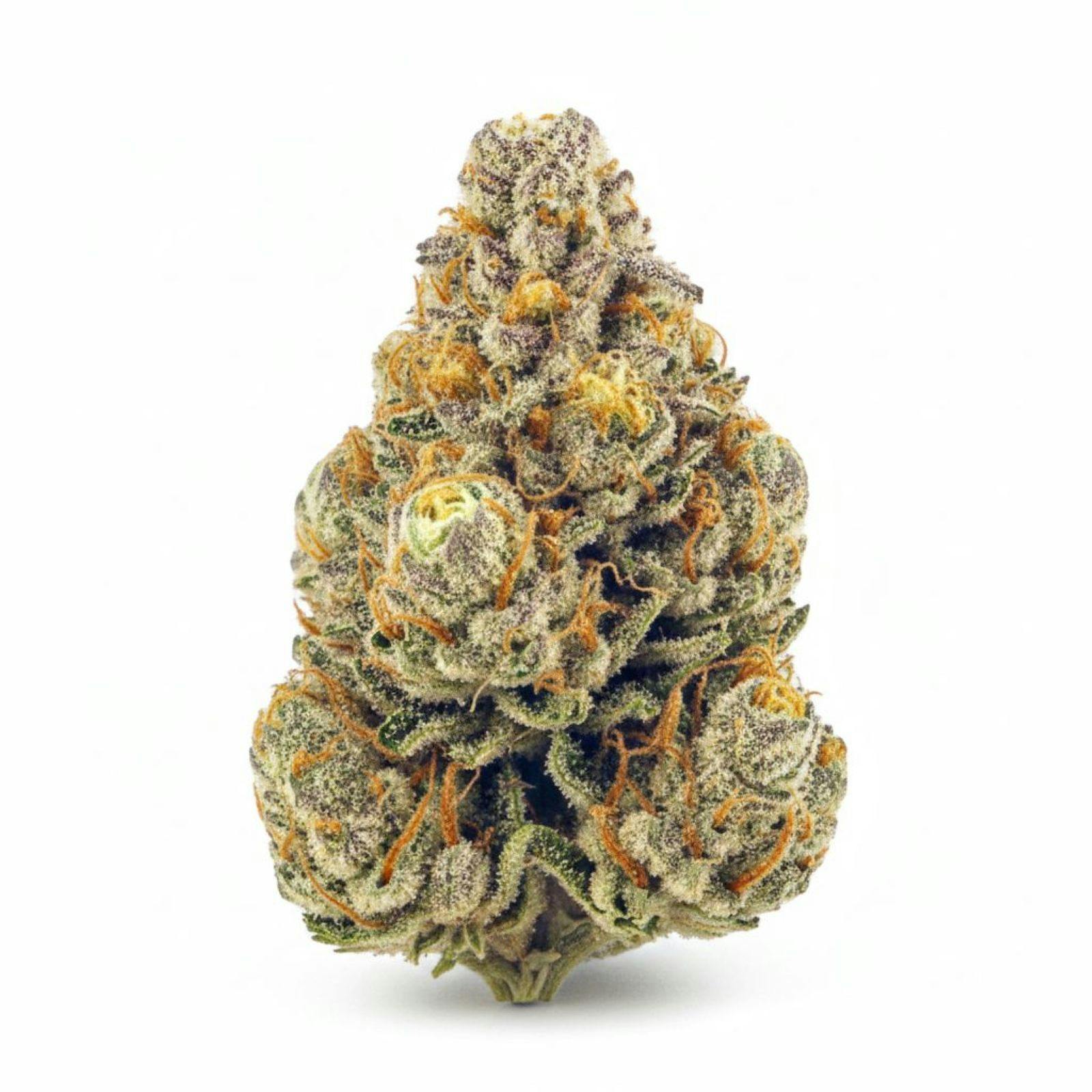 Silver Shelf - Tropic Delight (H)