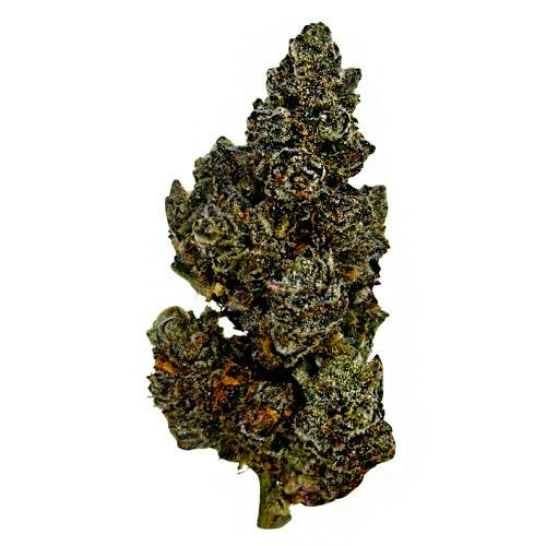 Ghostbudsters Farm Black Scottie x Nitwitz 14g