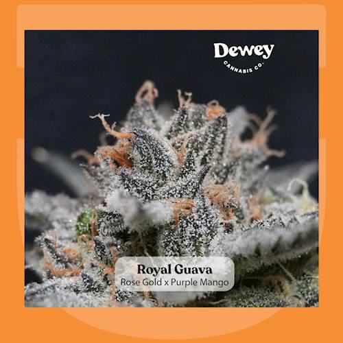 Royal Guava | 3.5g (DOH)