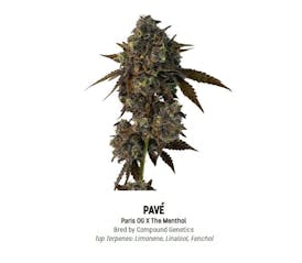 F5 Pave Tier 1 Flower - Hybrid 3.5g
