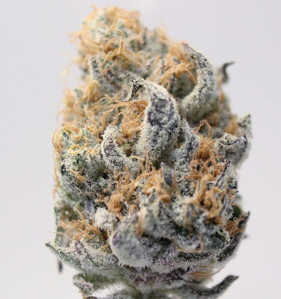 HOST | Goldmember | 3.5g