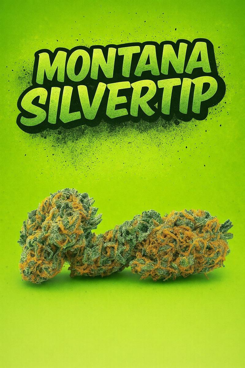 Tier 2 - MT Silvertip -