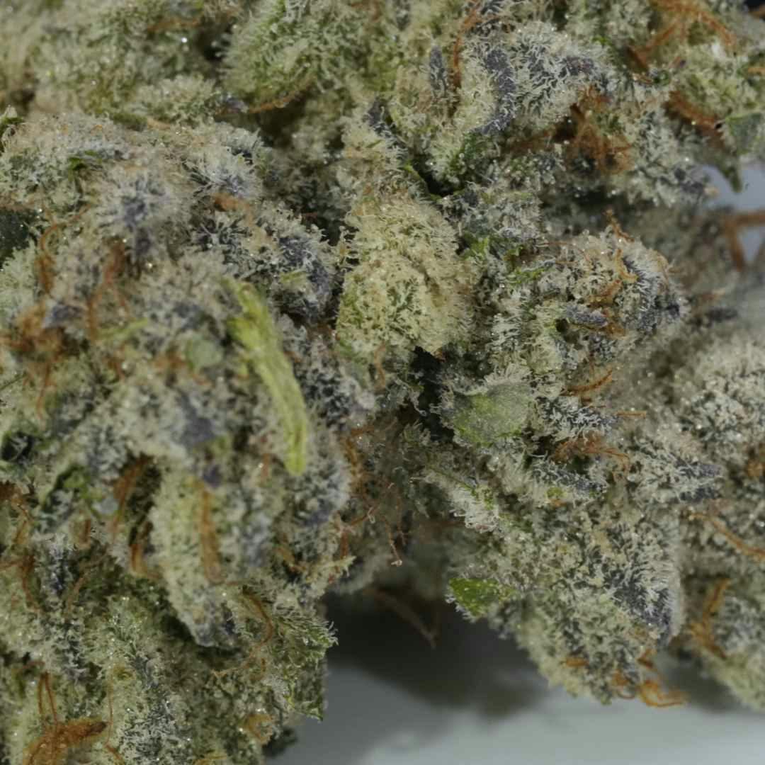 Gladiator Flower 3.5g - Black Baccara - 3.5g
