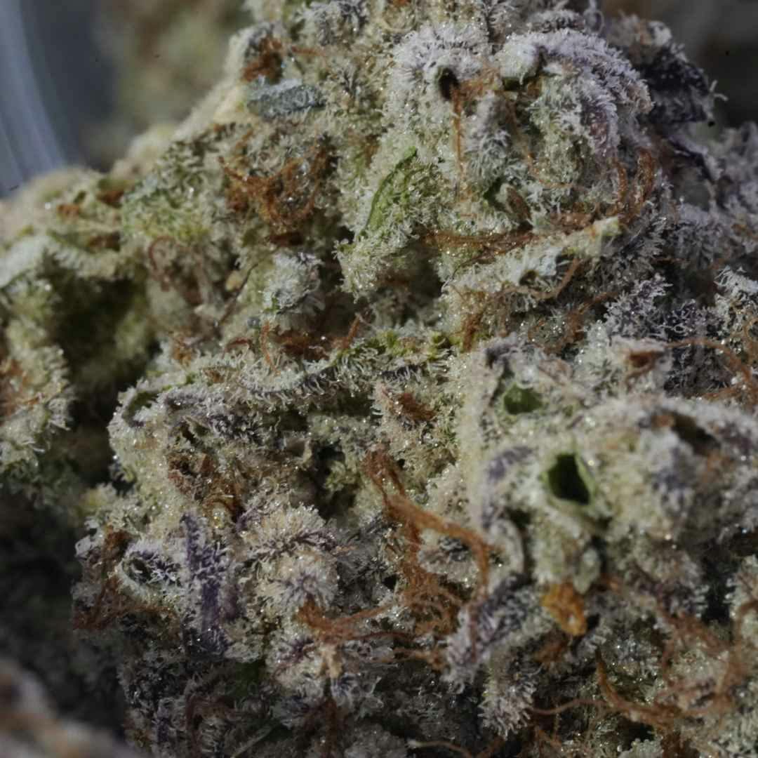 Gladiator Flower 3.5g - Plasma Fruit - 3.5g