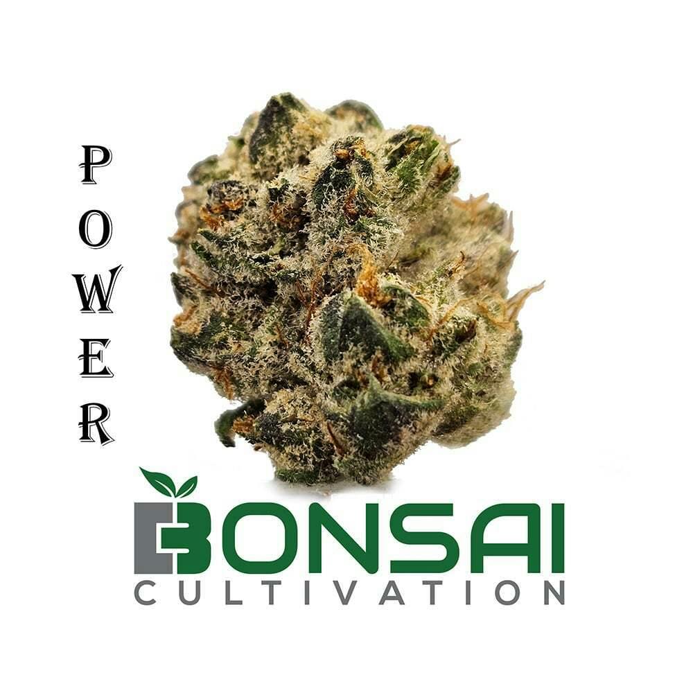 Lemon Batter | Bonsai Cultivation