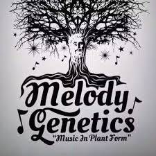 Melody Genetics Flower cannabis product