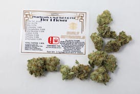 (Burly Botanicals) Warheads x Mai Tai #17 - Tier 1' Flower -Sativa 3.5g