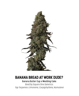F5 Banana Bread at Work, Dude? Tier 1 Flower - Hybrid 3.5g