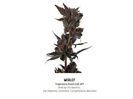 F5 Merlot Tier 1 Flower - Hybrid 3.5g