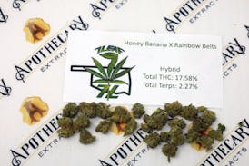 7 Leaf Honey Banana x Rainbow Belts Tier 1 Flower - Hybrid 14g