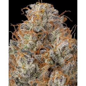 Firefly | Diesel Delight Flower