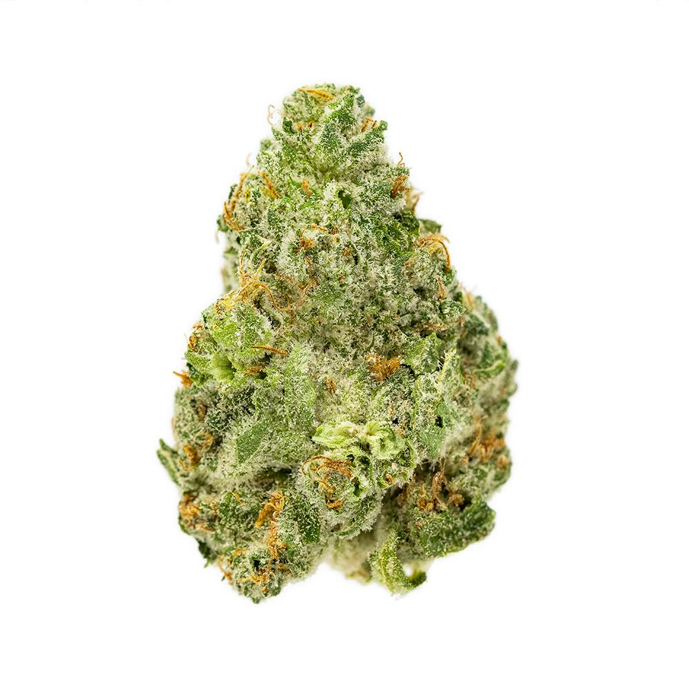 Key Lime Larry Flower