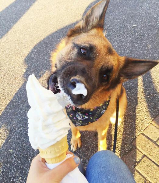 Judys Dog Cream