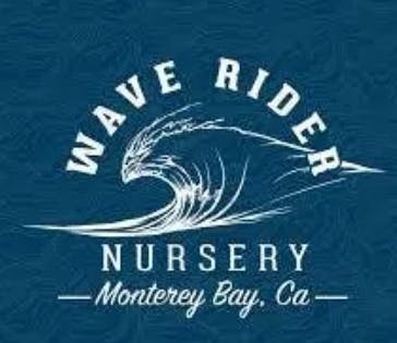 Kush 1.2g Rosin Pre Roll