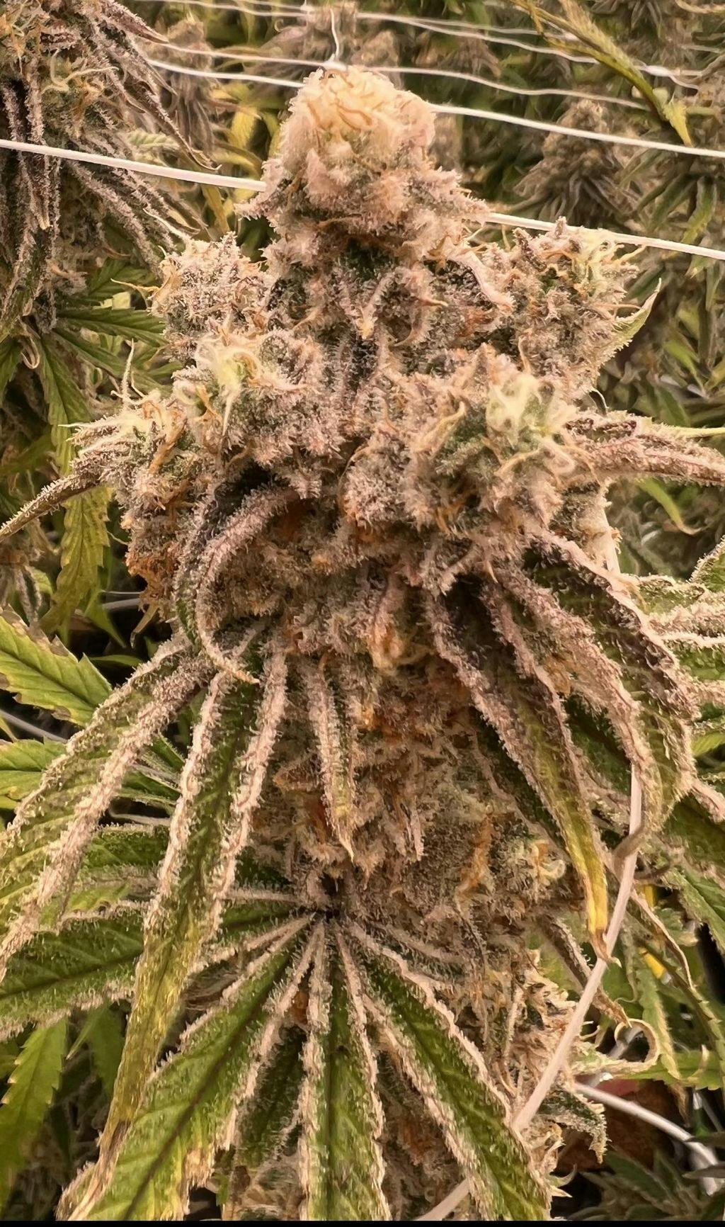 Smokey River Smalls | Purple Glue 7g