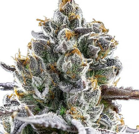 JOKERZ CANDY - 28 g