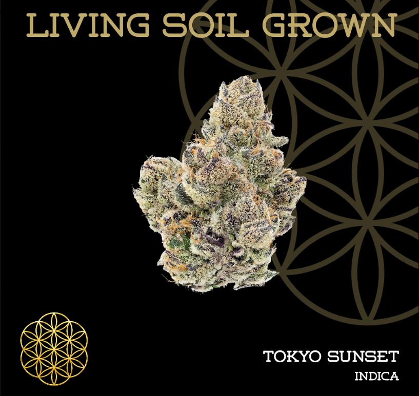 TOKYO SUNSET (H) - 3.5 g