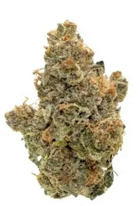THE RUNTZ 3.5G (H)
