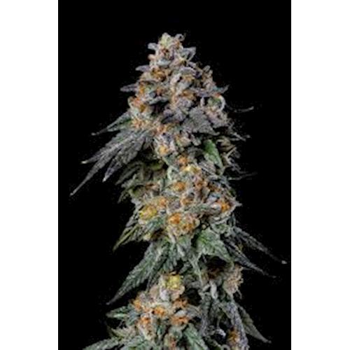 Flower - Gelato 41 - (g)