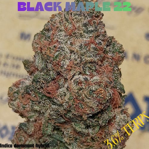 Black Maple 22