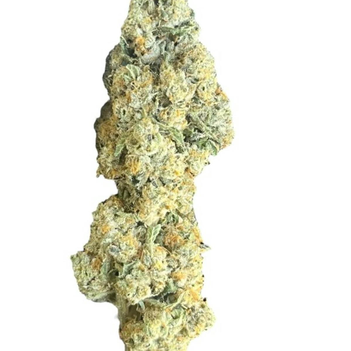 Jet Fuel (S/H) - SLH