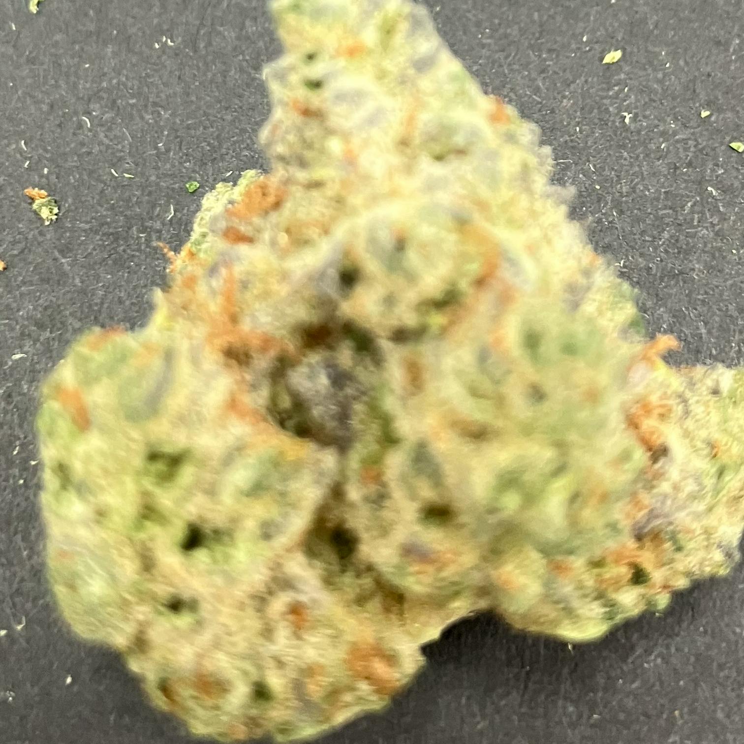 Don Carlos (H) - CC