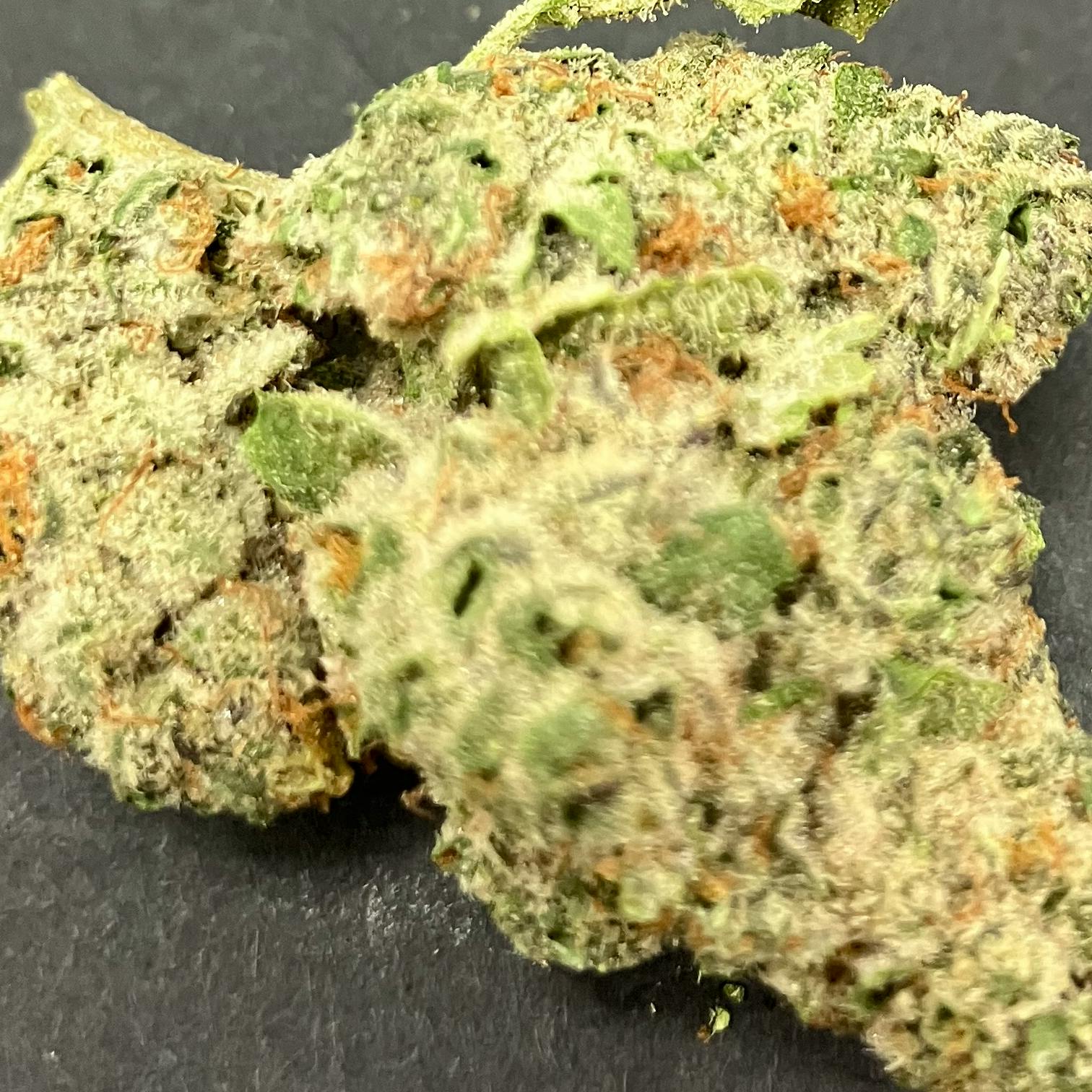 Cherry Paloma (I/H) -CC