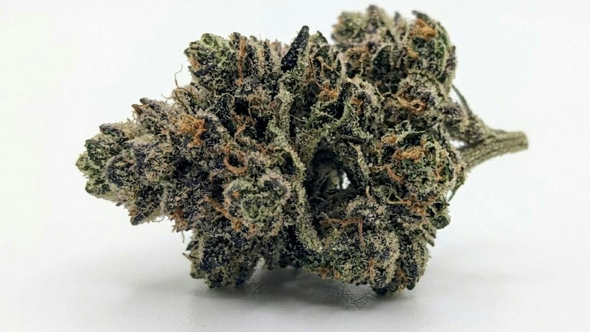 Fritter Runtz (H) - VERA