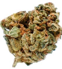 Potluck - Orange Layer Cake 7g - Dried Flower