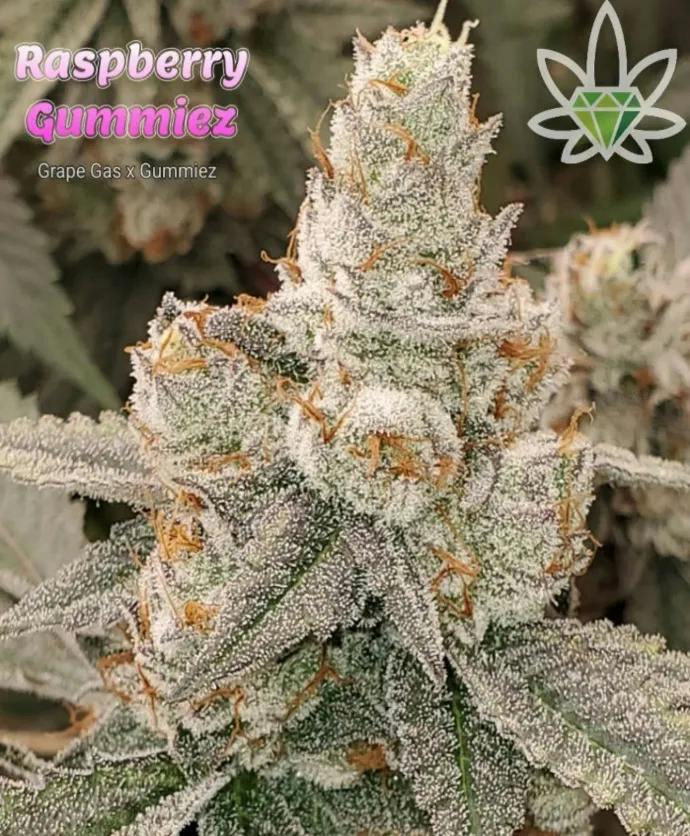 Raspberry Gummiez (DOH)