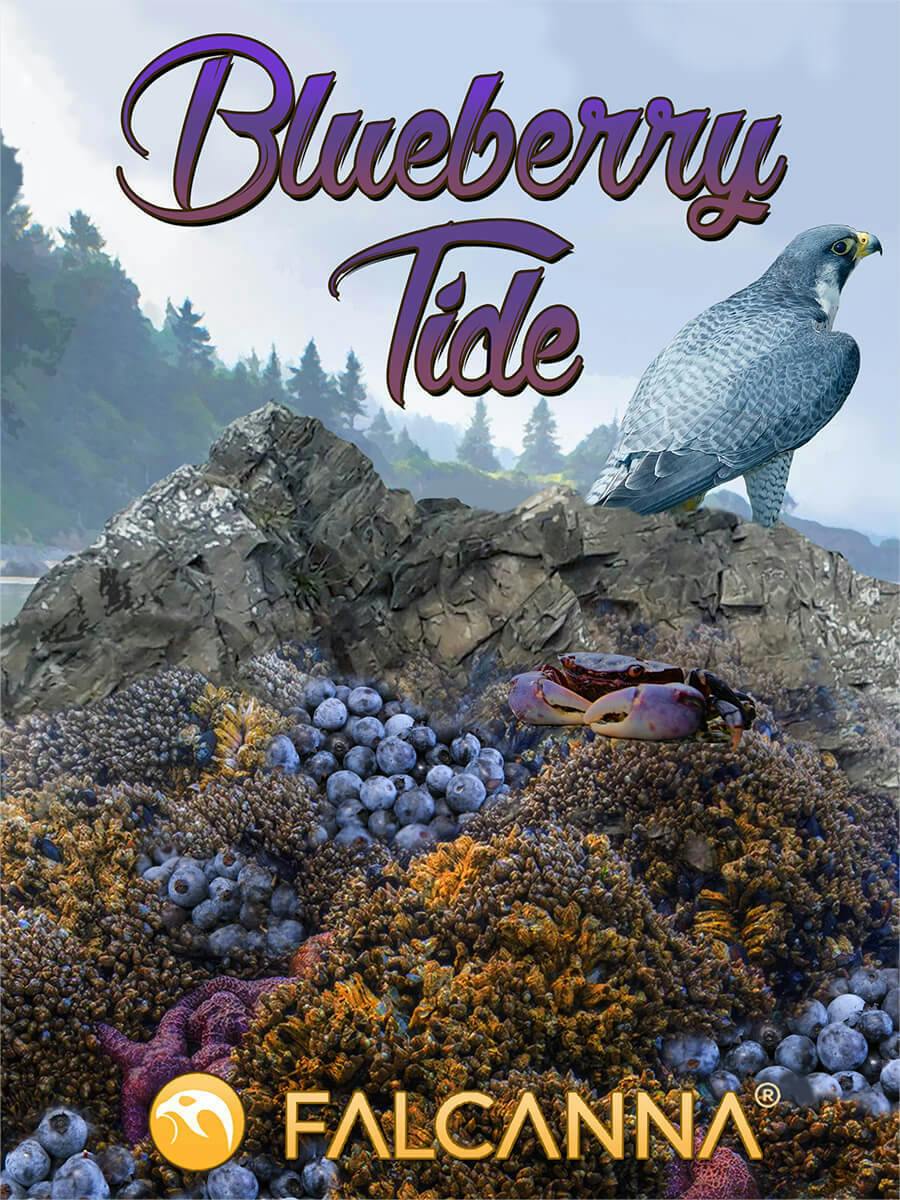 Blueberry Tide | 1g (DOH)