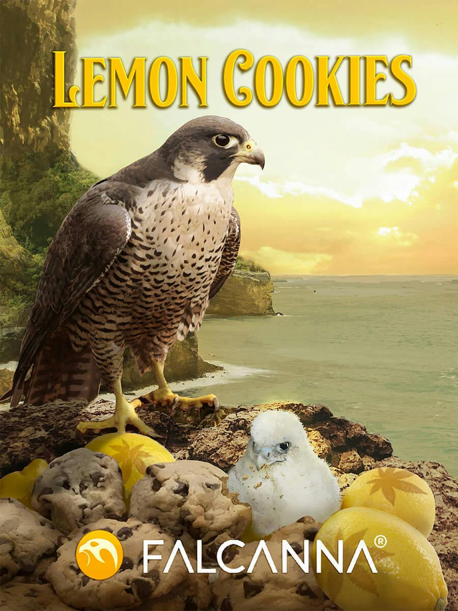 Lemon Cookies Pre-Roll Pack 6pk | 3.6g (DOH)