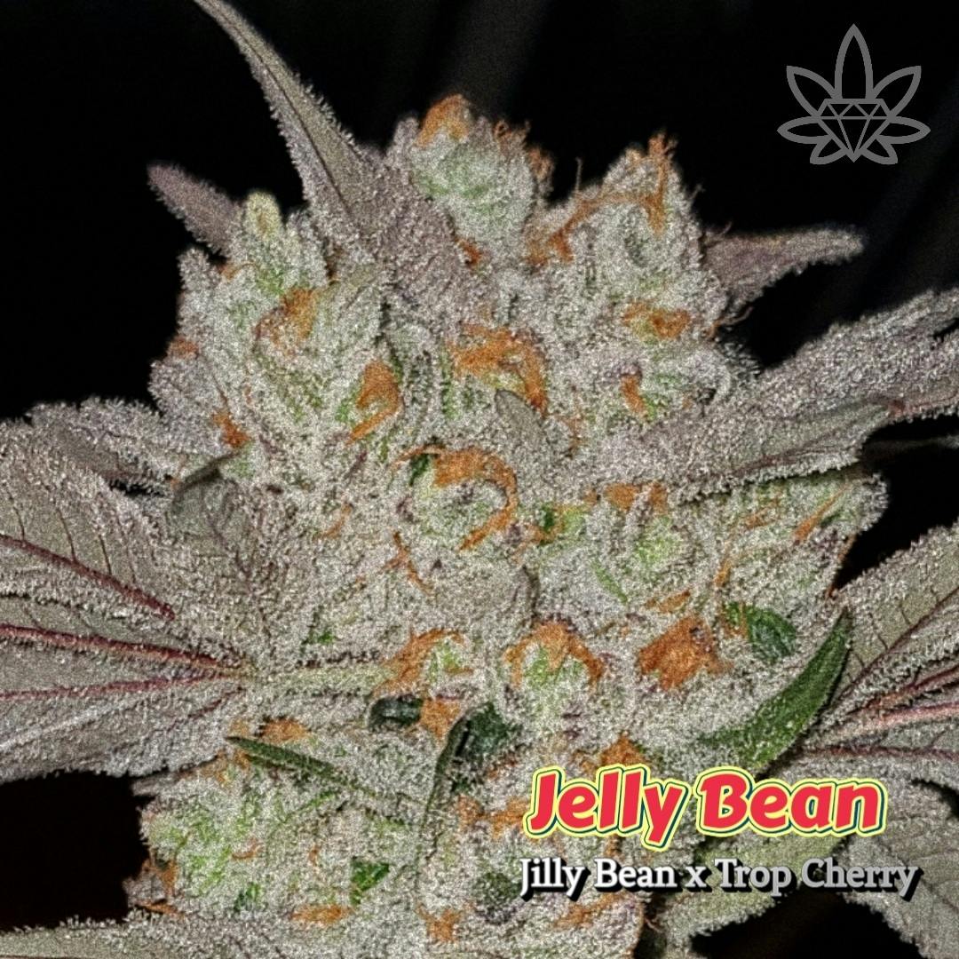 Jelly Bean | 28g (DOH)