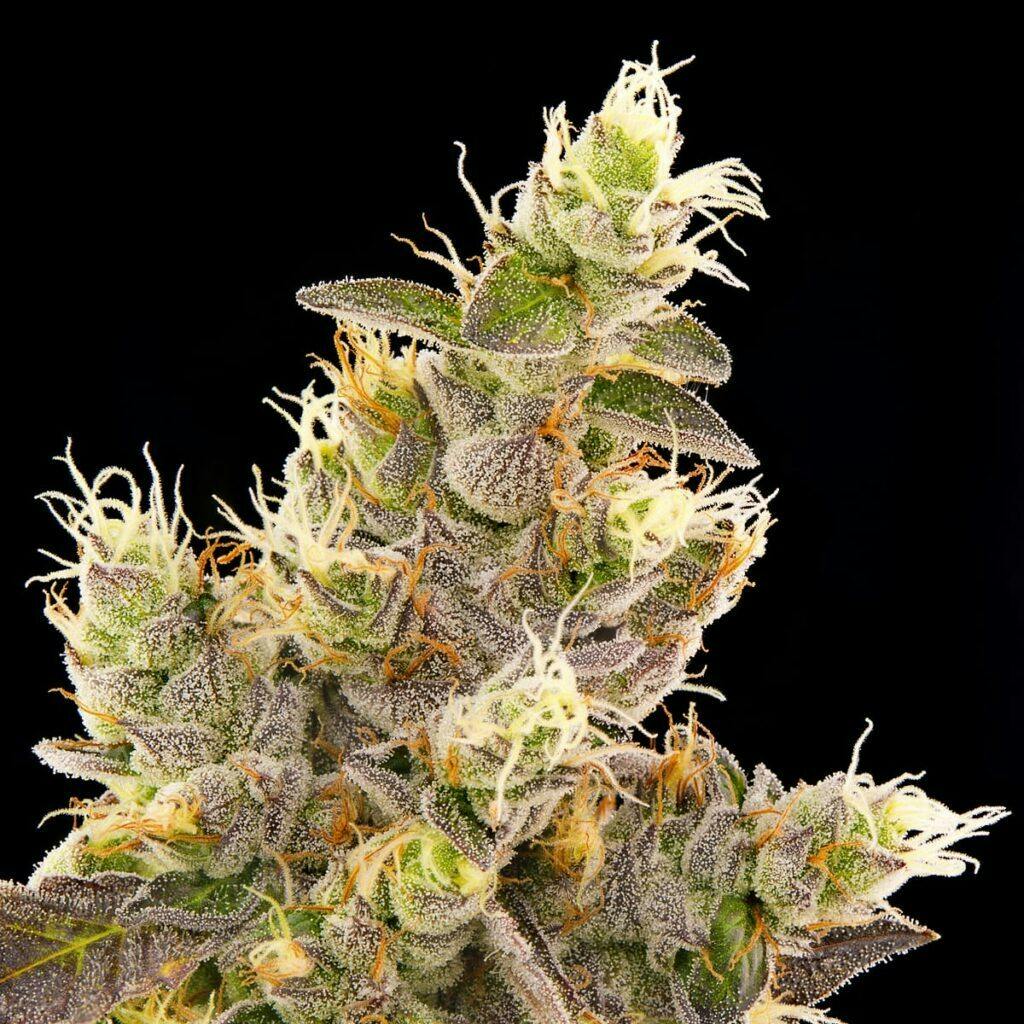 GMO (DOH)