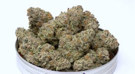 Grape Pie (I) Flower